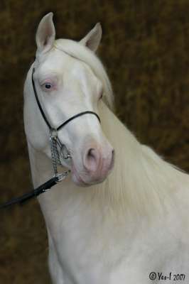 Etalon cremello proposer pour saillies