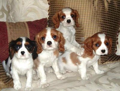 Chiots Cavalier King Charles Lof A Donner