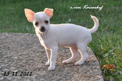 Chien Type Chihuahua A Donner