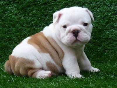 Doux Chiots Bulldog Anglais à Vendre Pedesonlilian At Yahoocom