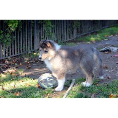 Don chiot colley contre bons soins