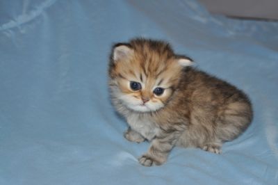 Chatons Persan Chinchilla et golden