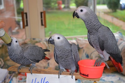 Various species of birds and parrots available for sale.