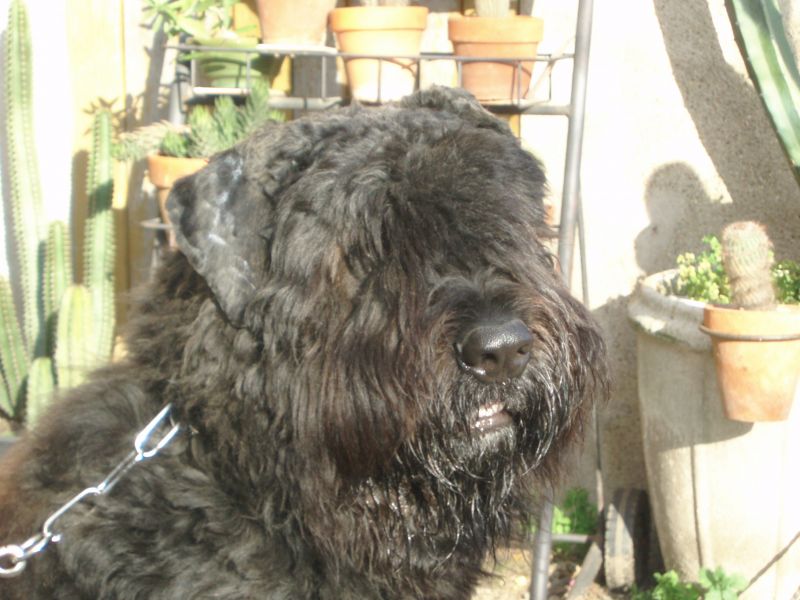 Bouviers des flandres