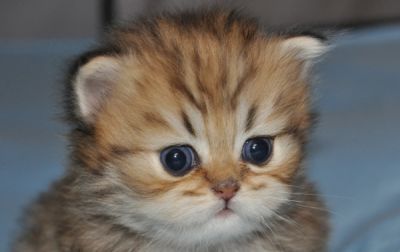 Chatons Persan Chinchilla et golden