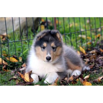 Don chiot colley contre bons soins