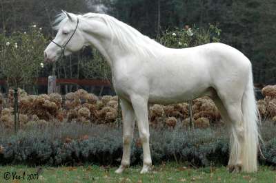 Etalon cremello proposer pour saillies