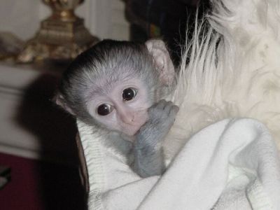 Adorable singe femelle de type capucin a donner