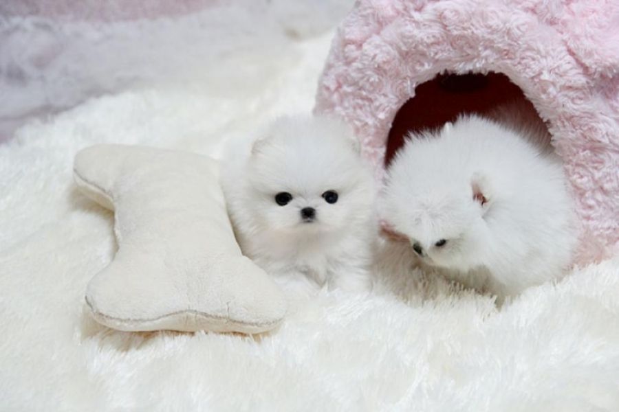 Don du chiot le plus petit du monde. Le pomeranien teacup 