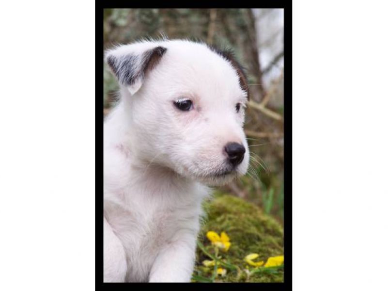 Adorable chiot mâle type jack Russell 