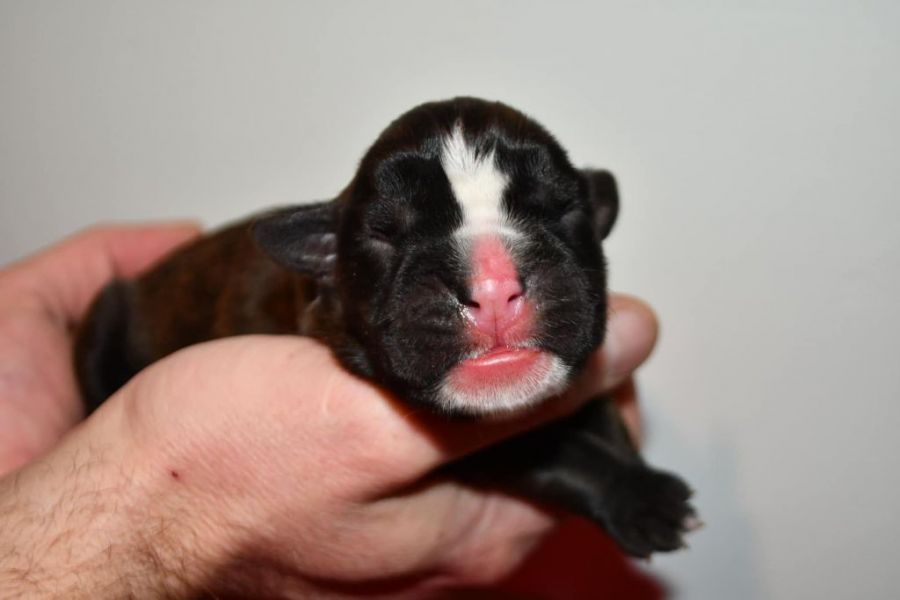 A donner chiots Boxer