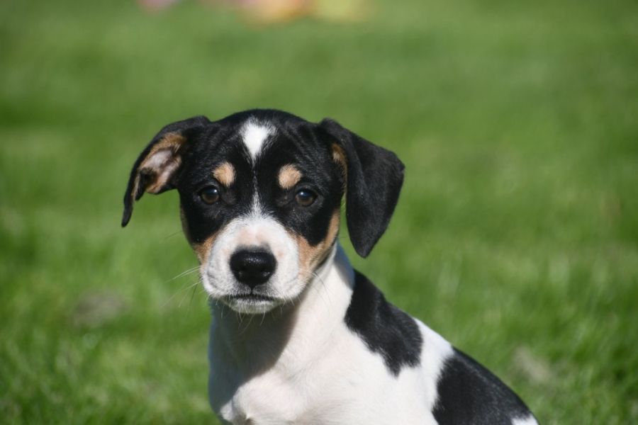 Magnifique  chiot  Jack Russel