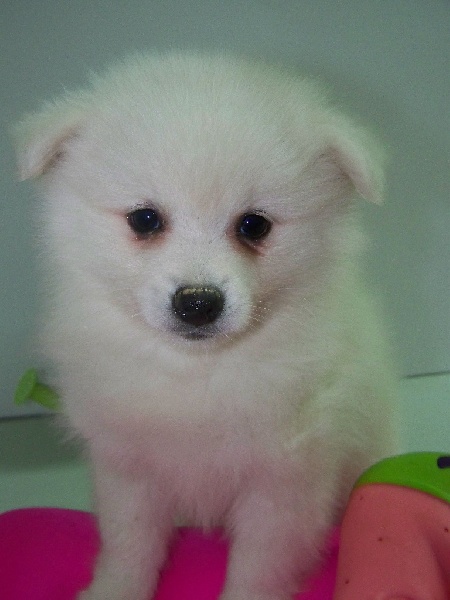 2 chiots SPITZ ALLEMAND
