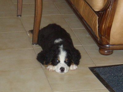 Adorable bouvier bernois