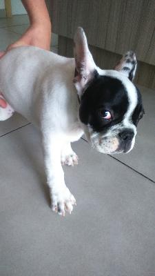 Chiot Bouledogue Francais