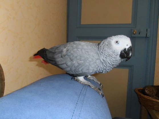 Perroquet gris du Gabon EAM 