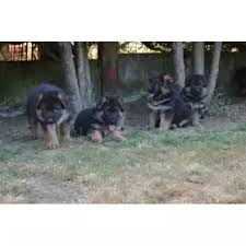 Chiots berger allemand