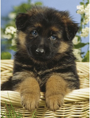 Adorable Chiot type berger allemand femelle