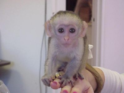 A Donner Adorable singe femelle de type Capucin