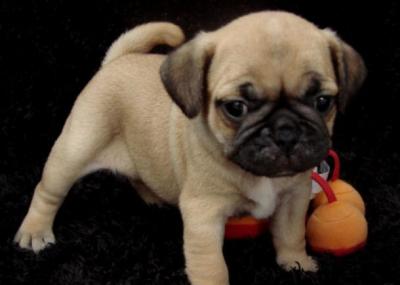 Chiot de race carlin male et femelle disponible