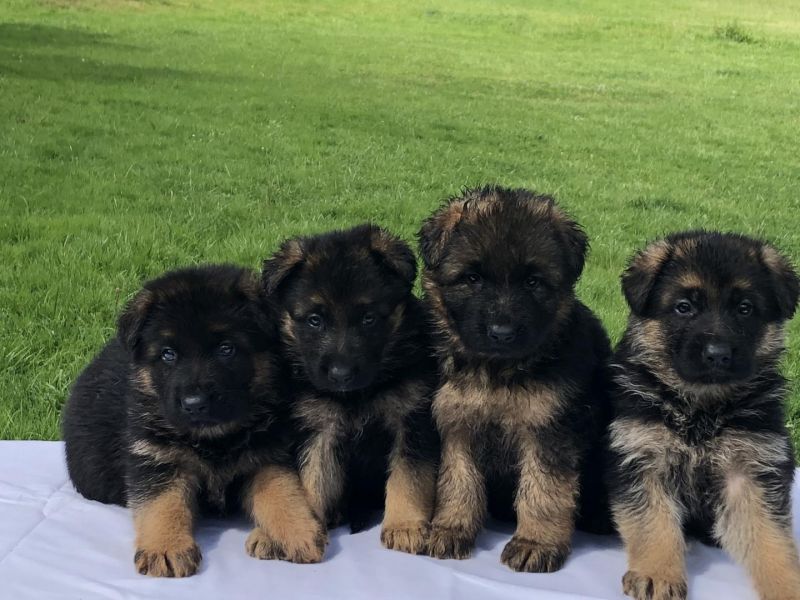 Chiots berger allemand 