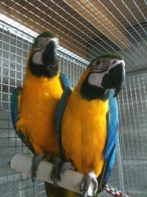 Couple de perroquets ara ararauna