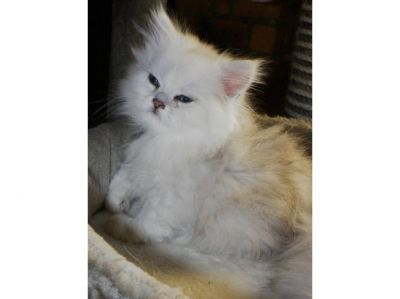 Chaton Mle Persan Chinchilla Silver Shaded