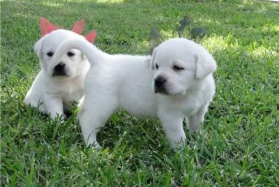 2 toutou de race labrador retriever  donner gratuitement