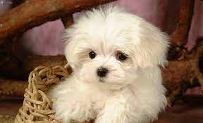 Magnifiques chiots Bichon maltais LOF