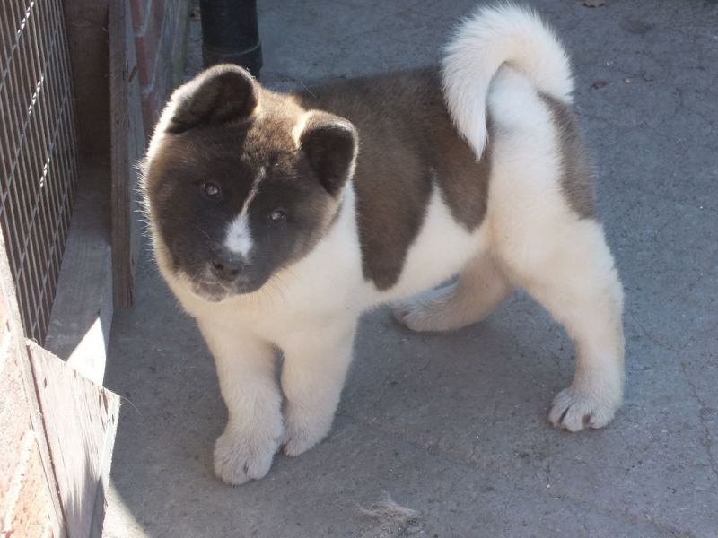 American Akita pups available male and female for sale now