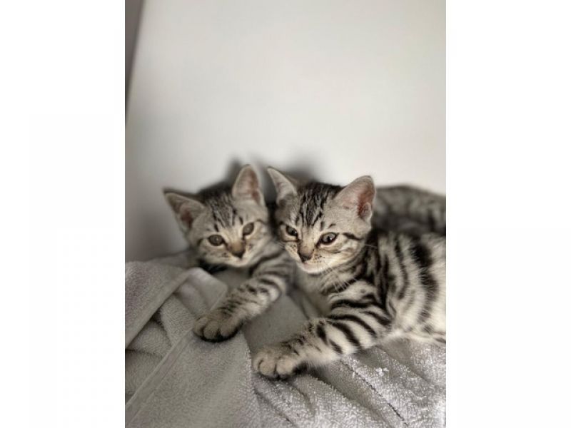 Bengal kittens available