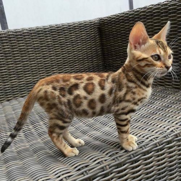 Magnifiques chatons bengal
