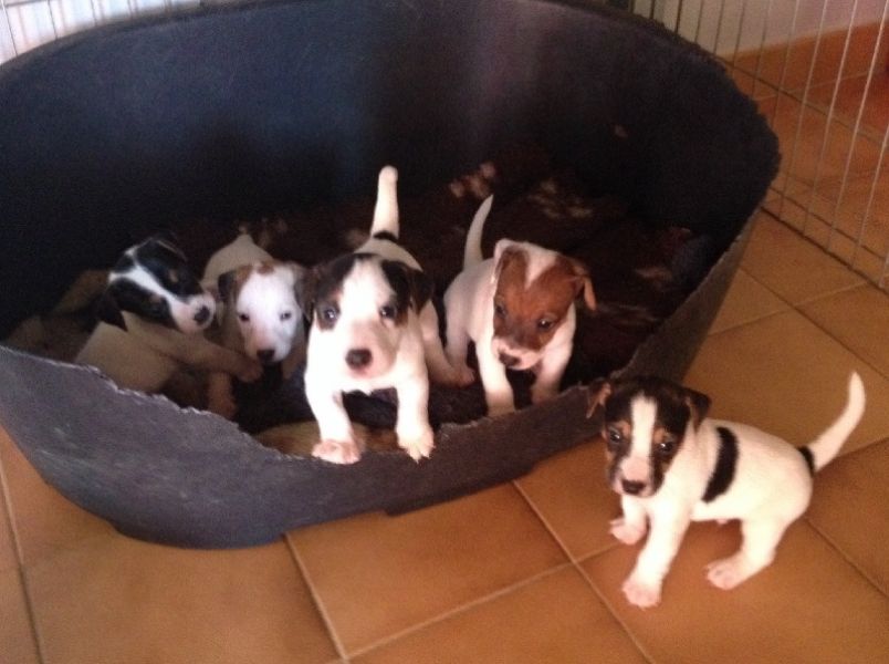 Chiot type Jack Russel