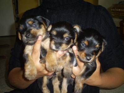 Superbes Bbs Yorkshire  Pure Race Petite Taille LOF