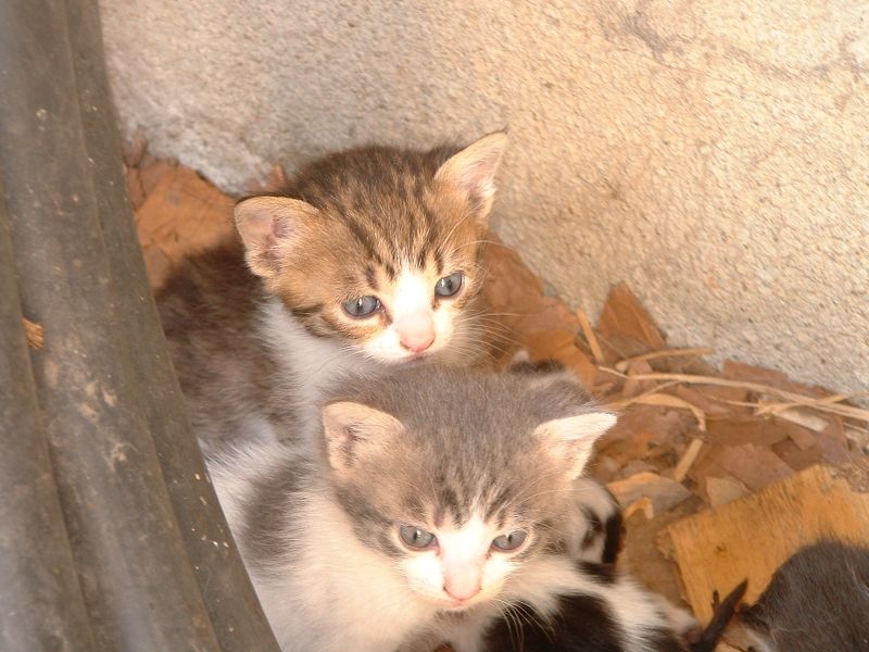 Donne chatons et chats adultes