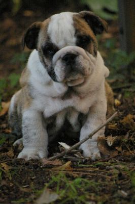 Deux superbes chiots type bouledogue anglais non lof 