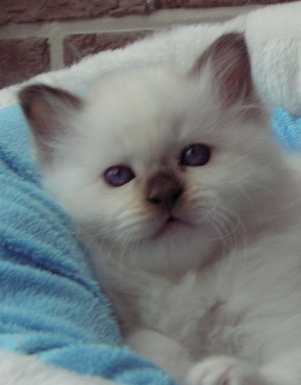 Chaton Sacr de Birmanie