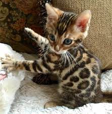 Beautiful savannah kittens for available!!