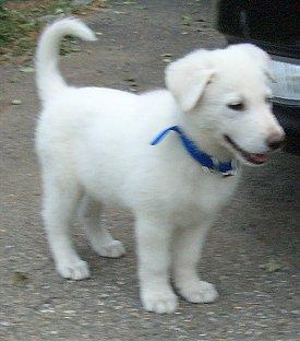 Don de chiots