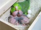 Fertile œufs de perroquet ara et poussins d'un perroquet à vendre