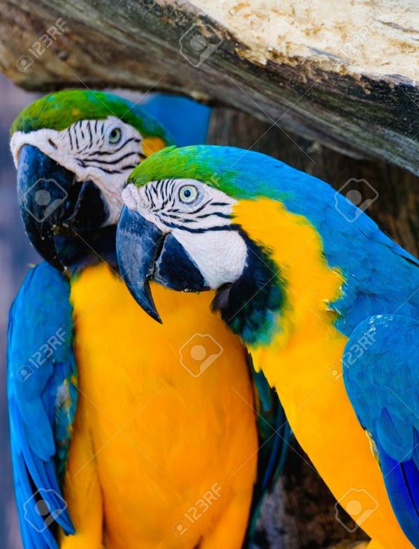 Don  de mon joli couple perroquets Ara