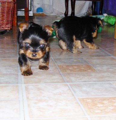 Je donne deux Chiots type yorkshire non lof  