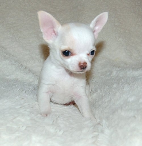 Trs beaux chiots chihuahua
