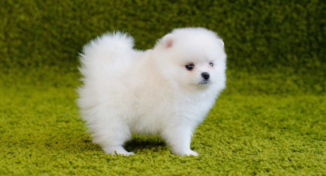 Adorable teacup pomeranian pupies