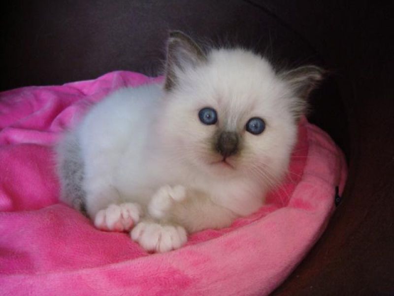 A donner chaton type sacre de birmanie femelle