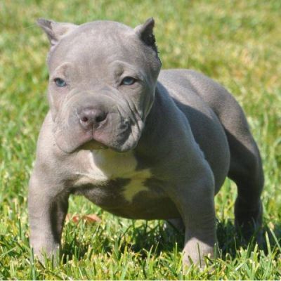 je voudrais donner mon chiot pitbull terrier americain 