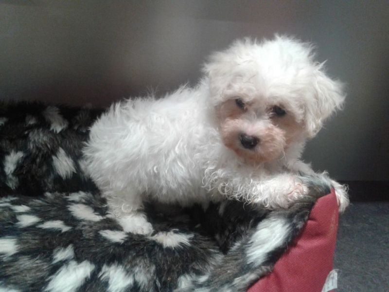 Chiot de race Bichon frise Femelle ne le 12/10/2017 a donner