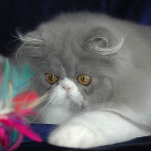 Chaton persan