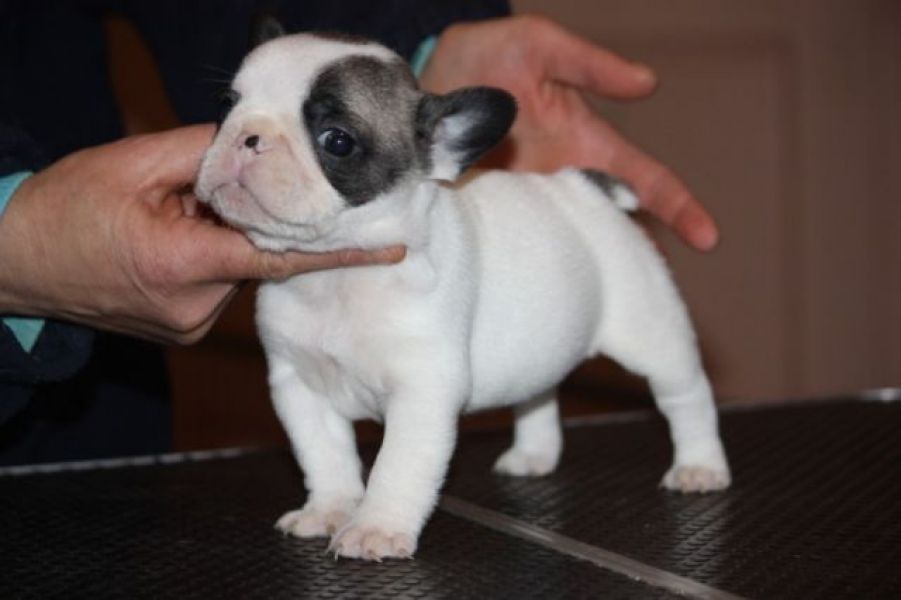 A Donner chiot type bouledogue franais Mle