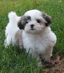 A donner 2 Chiots de types shih tzu male et femelle non lof